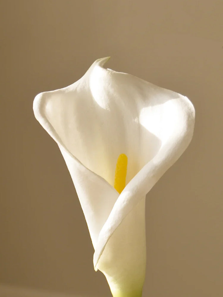Calla Lily White | Botane | Catalog Interiors