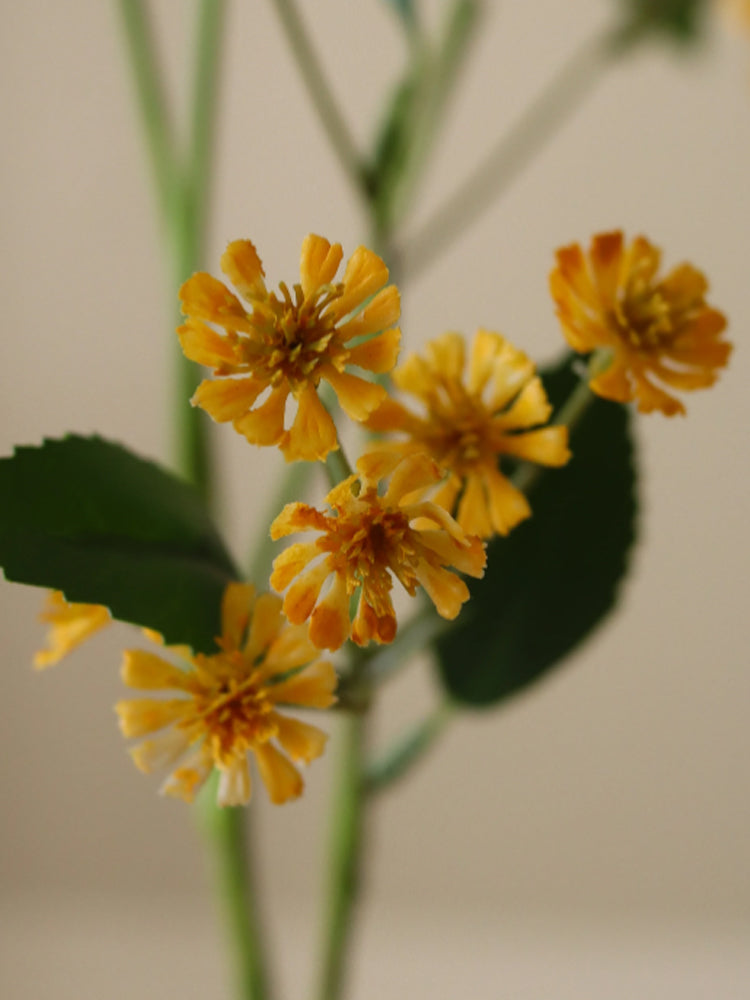 Chamomile Daisy Flowers | Botane | Catalog Interiors
