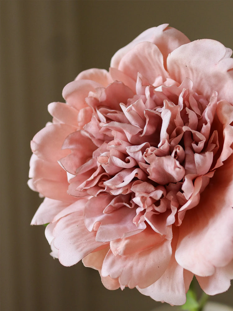 Dusty Pink Peony Flower | Botane | Catalog Interiors UK