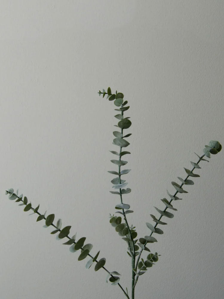 Eucalyptus Leaves