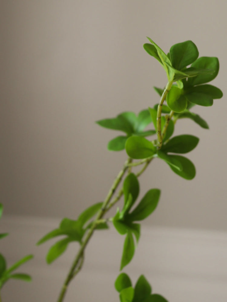 Green Enkianthus Perulatus Leaves | Botane | Catalog