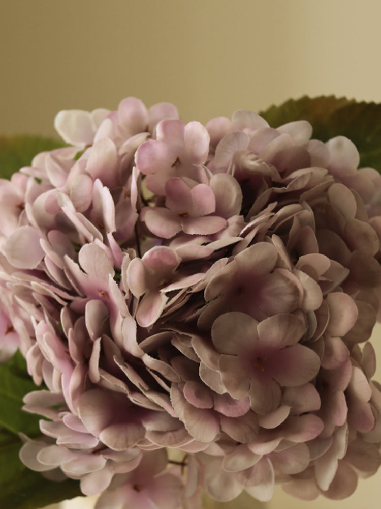 Hydrangea Flower