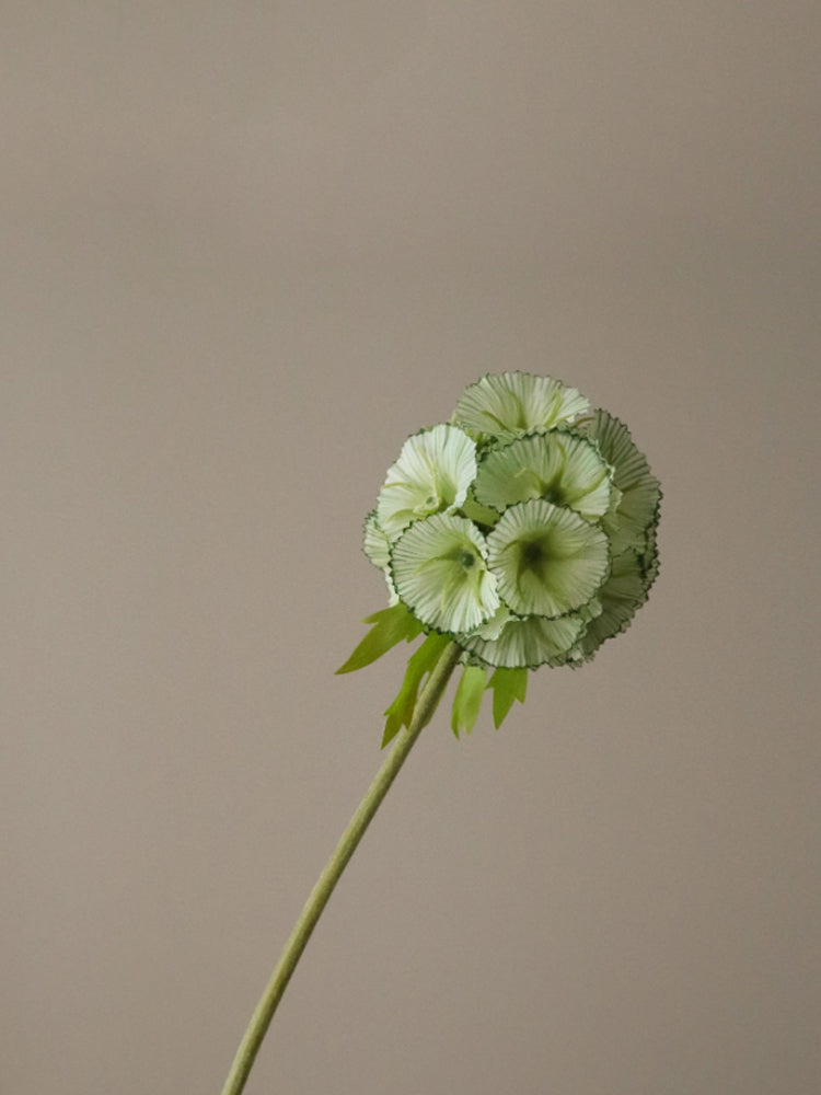 Light Green Scabiosa Seed Pod Flower | Botane | Catalog Interiors
