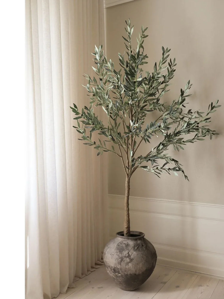 Olive Tree