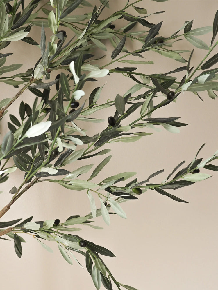Olive Tree | Botane | Catalog Interiors UK