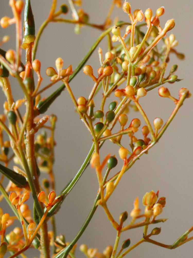 Orange Rosehip Corallo | Botane | Catalog Interiors