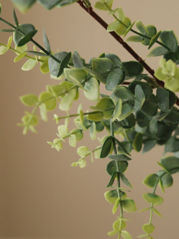 Parvifolia "Gunni" Eucalyptus Leaves | Botane | Catalog Interior