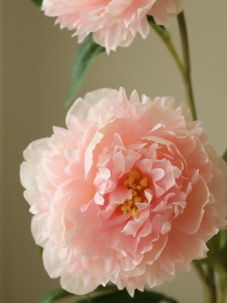 Peony Flower