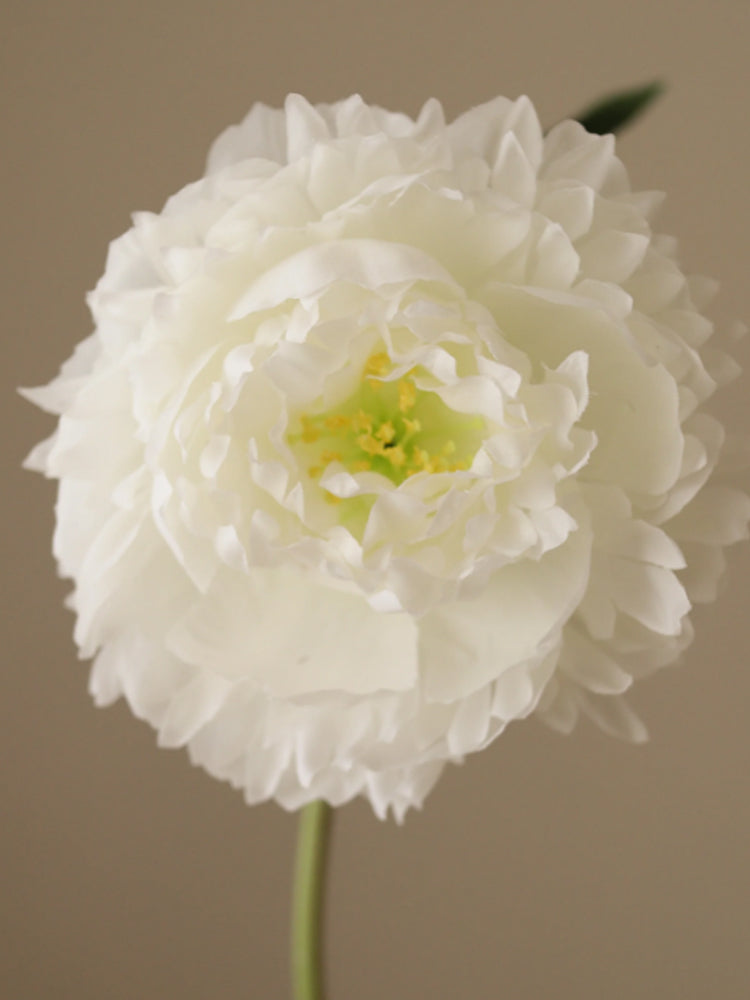 White Peony Flower | Botane | Catalog Interiors UK