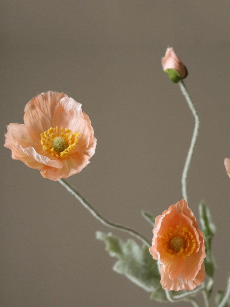 Poppy Flower | Botane | Catalog Interiors