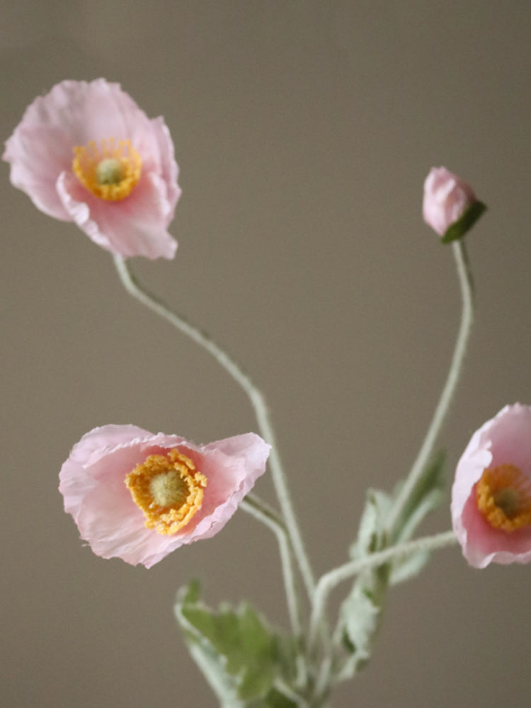 Poppy Flower | Botane | Catalog Interiors