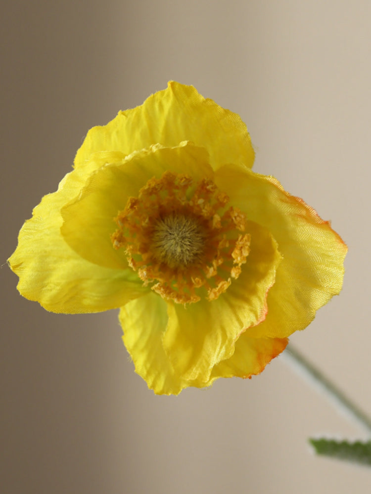 Poppy Flower | Botane | Catalog Interiors