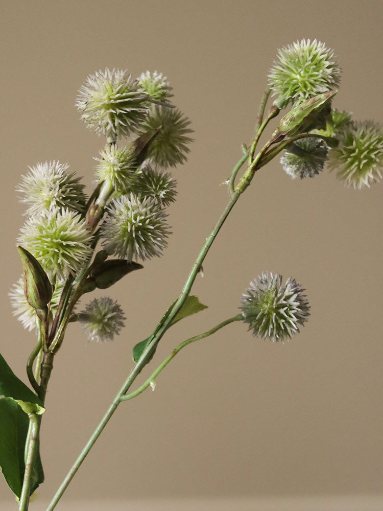 Green Echinops Ritro Thistle Ball | Botane | Catalog Interiors UK