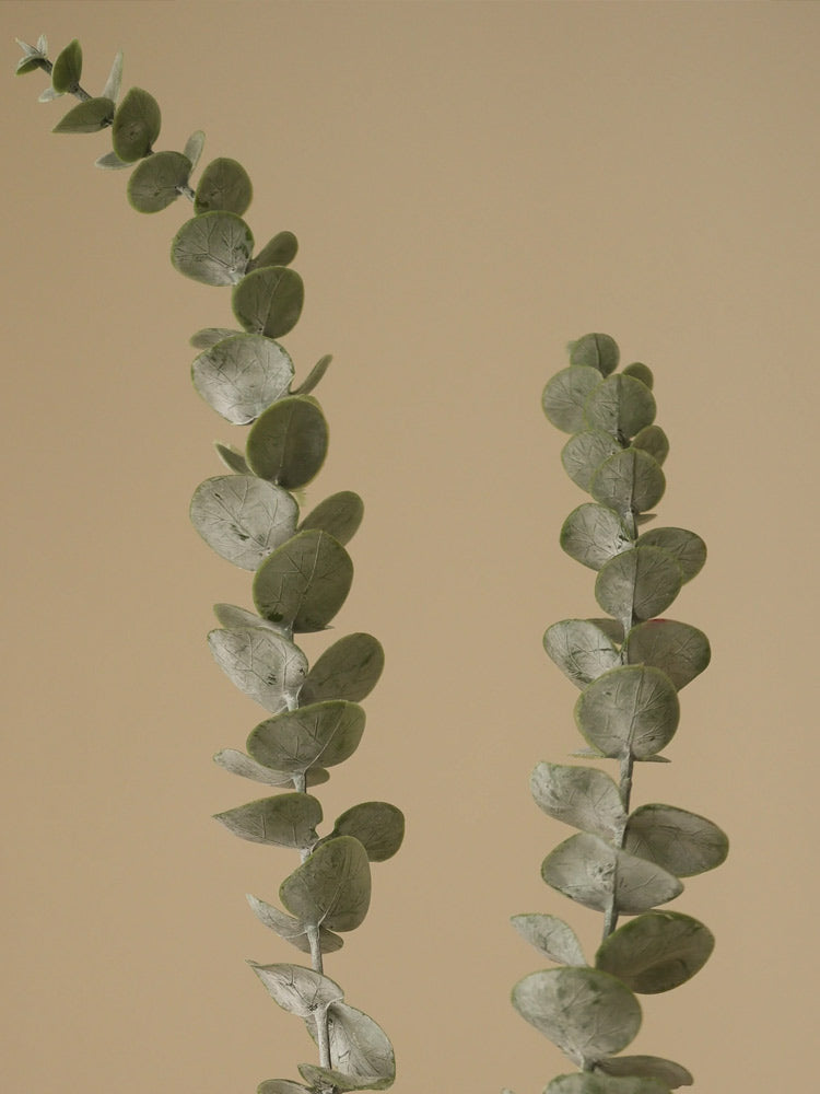 Green Eucalyptus Five Leaves