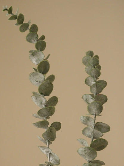 Green Eucalyptus Five Leaves