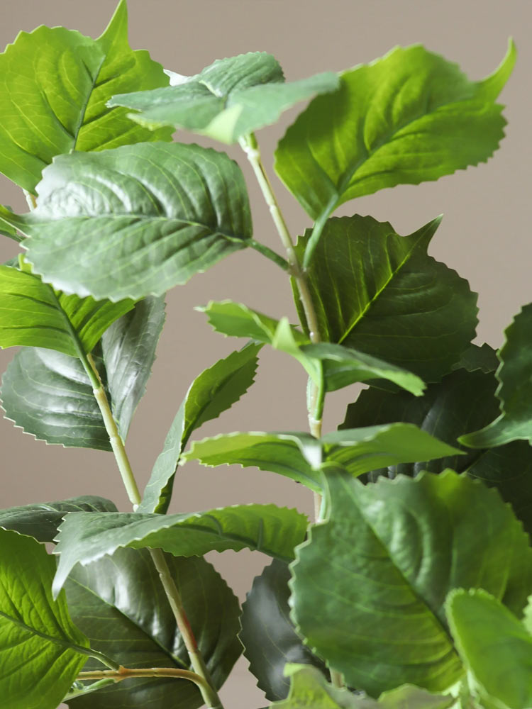 Green Hydrangea Leaves | Botane | Catalog Interiors UK