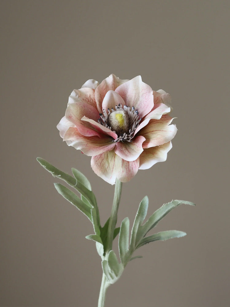 Light Pink Anemone Flower | Botane | Catalog Interiors UK