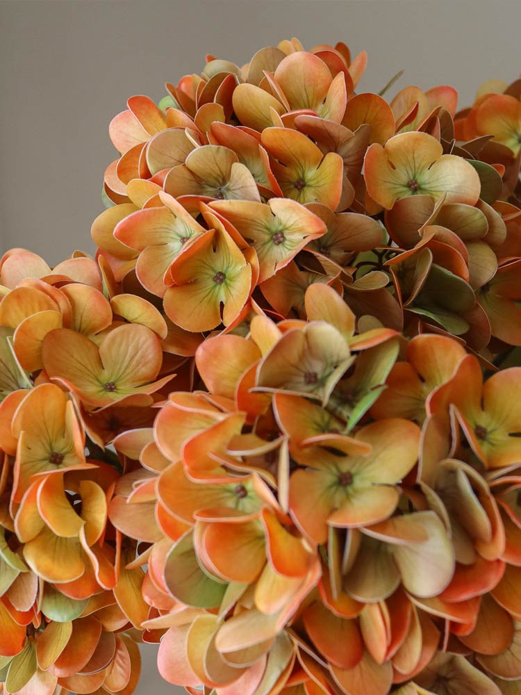 Muted Orange Hydrangea Flower | Botane | Catalog Interiors UK