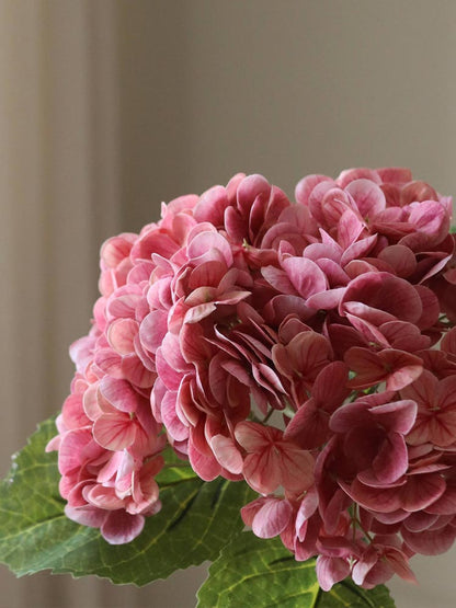 Pink Hydrangea Flower | Botane | Catalog Interiors UK