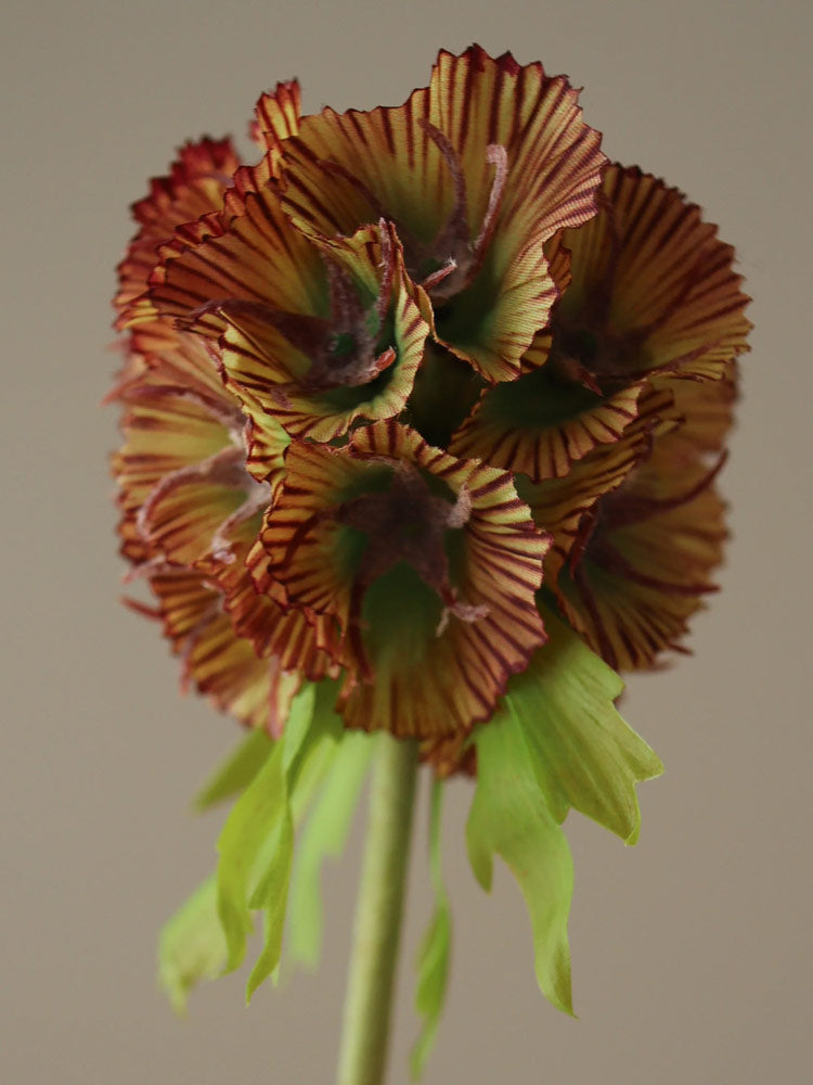 Purple Scabiosa Seed Pod Flower | Botane | Catalog Interiors UK