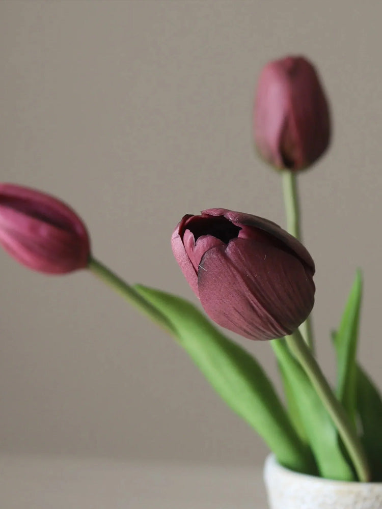 Purple Tulip Bundle | Botane | Catalog Interiors UK