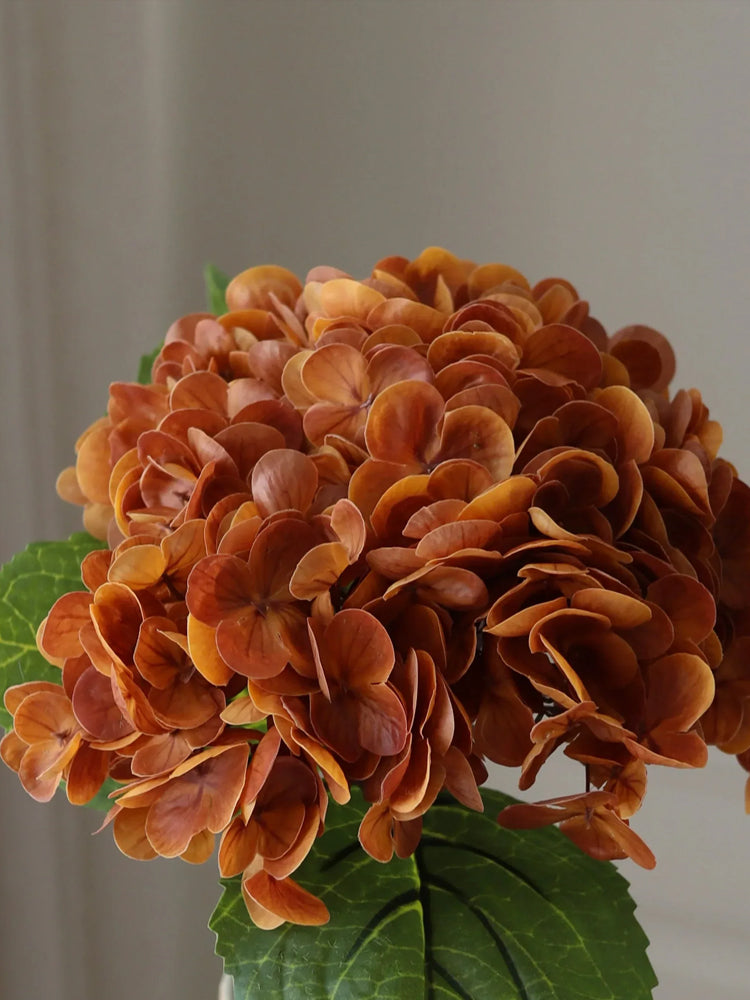 Brown Hydrangea Flower