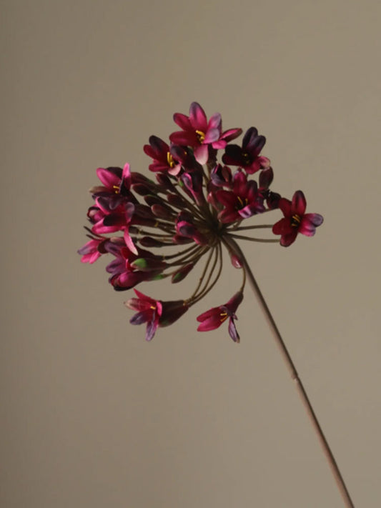 Dark Red Agapanthus Flower