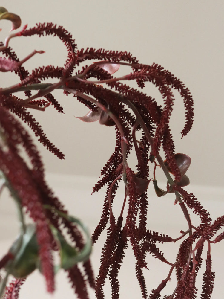 Dark Red Amaranthus Cruentus Flower