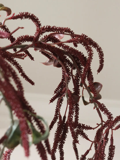Dark Red Amaranthus Cruentus Flower