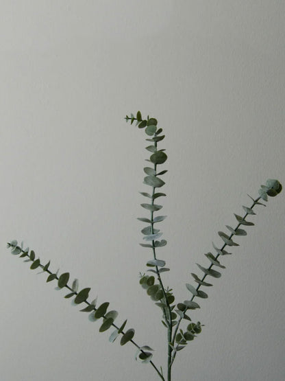 Eucalyptus Leaves