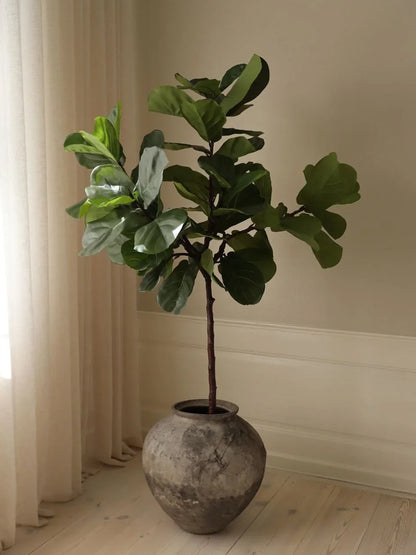 Fiddle Leaf Fig