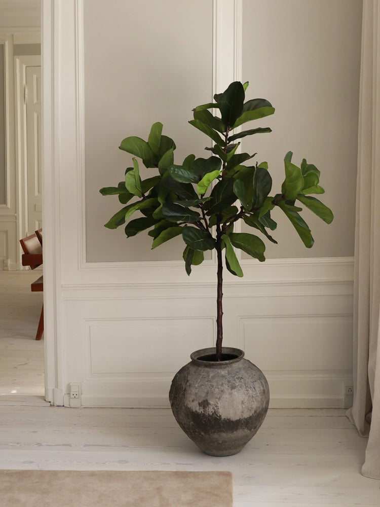 Fiddle Leaf Fig