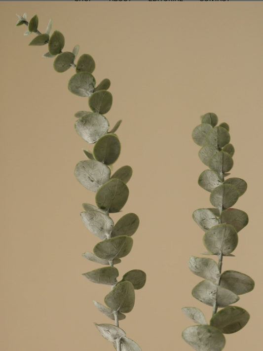 Green Eucalyptus Five Leaves