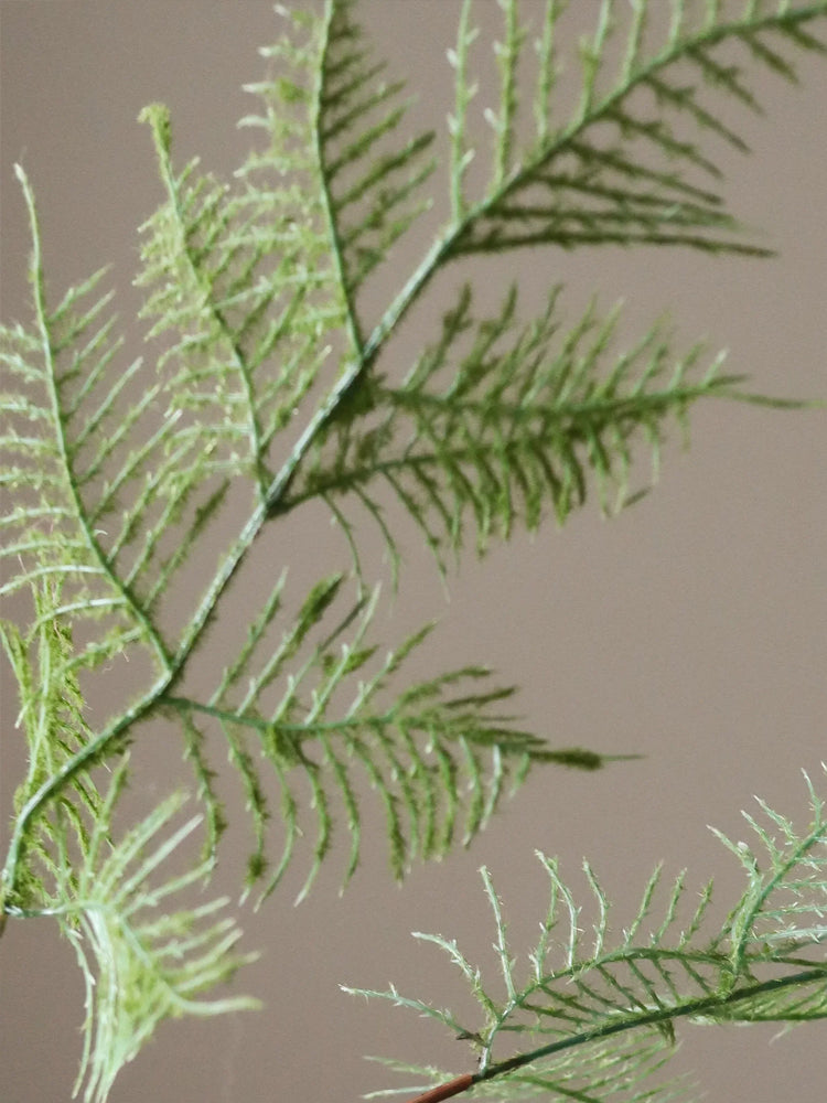 Green Fern Leaves