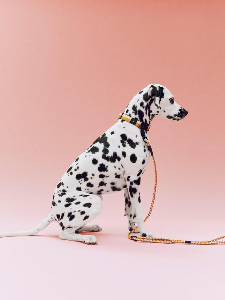 HAY Dogs Collar Flat | Catalog Interiors 