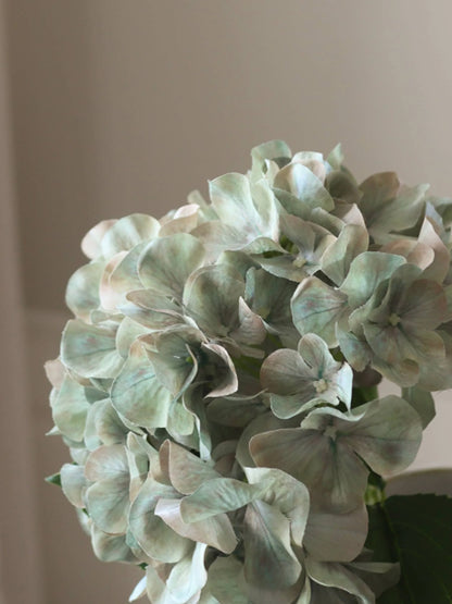 Hydrangea Flower