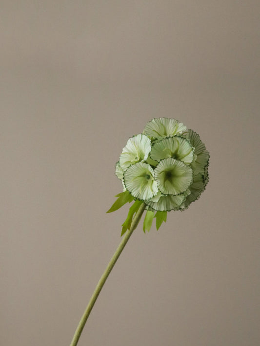 Light Green Scabiosa Seed Pod Flower | Botane | Catalog Interiors 