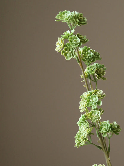 Light Green Succulent Stem