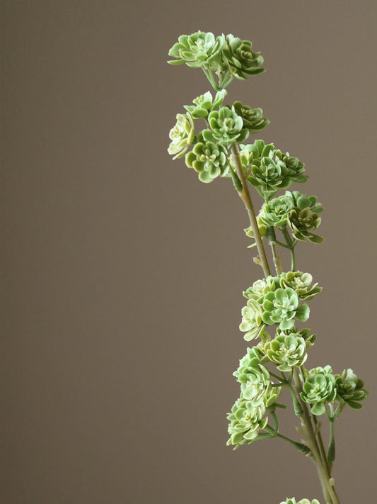 Light Green Succulent Stem