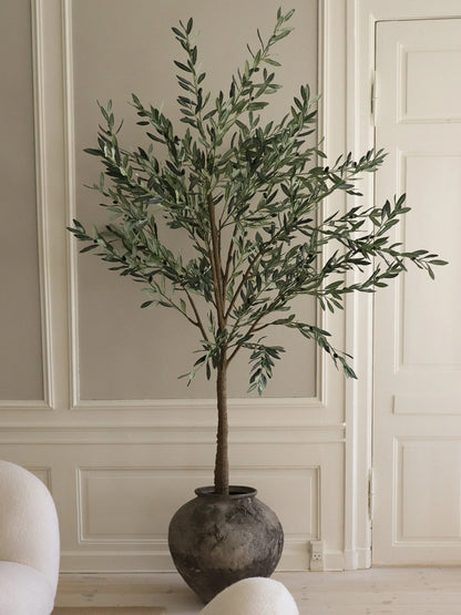 Olive Tree