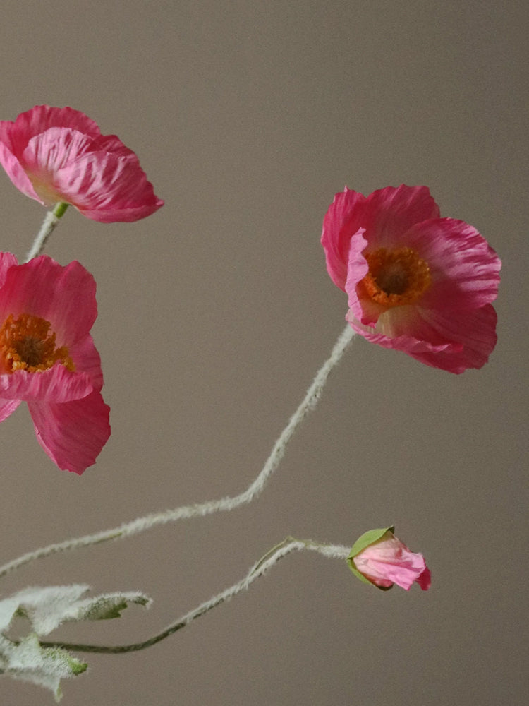 Pink Poppy Flower