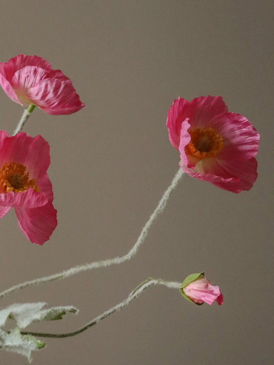 Pink Poppy Flower
