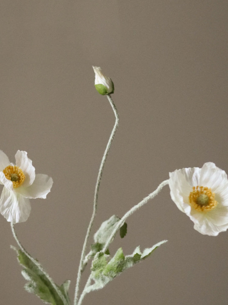 Poppy Flower | Botane | Catalog Interiors 