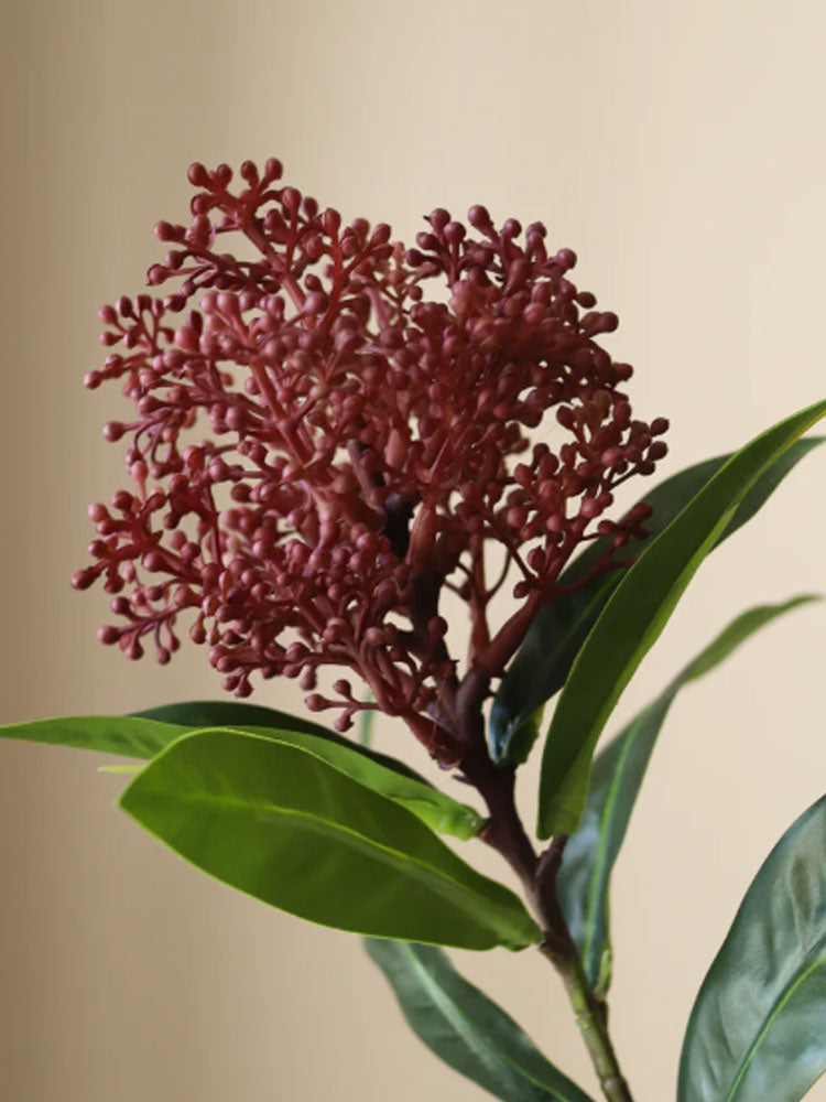 Purple Skimmia Berry Branch