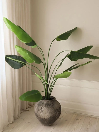 Traveller Palm