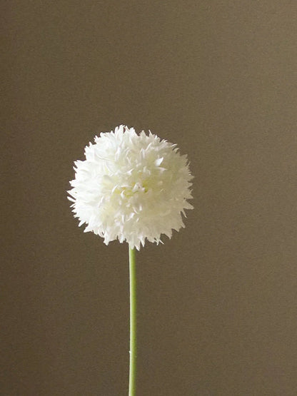 White Allium Bulb