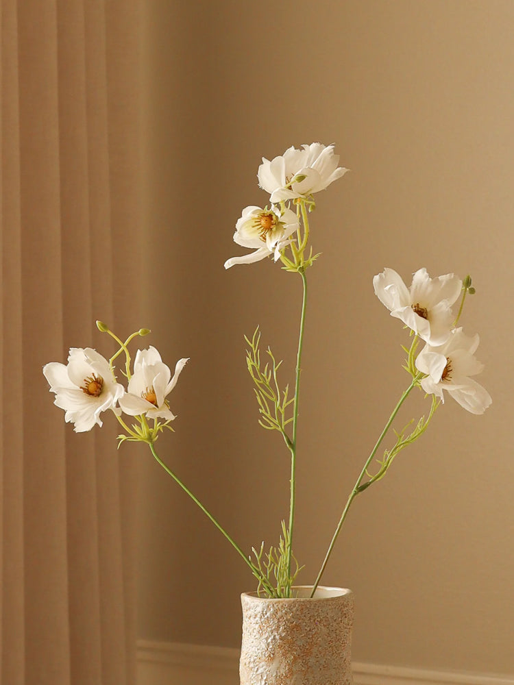 White Large Cosmo Daisy Flowers
