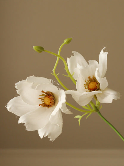 White Large Cosmo Daisy Flowers