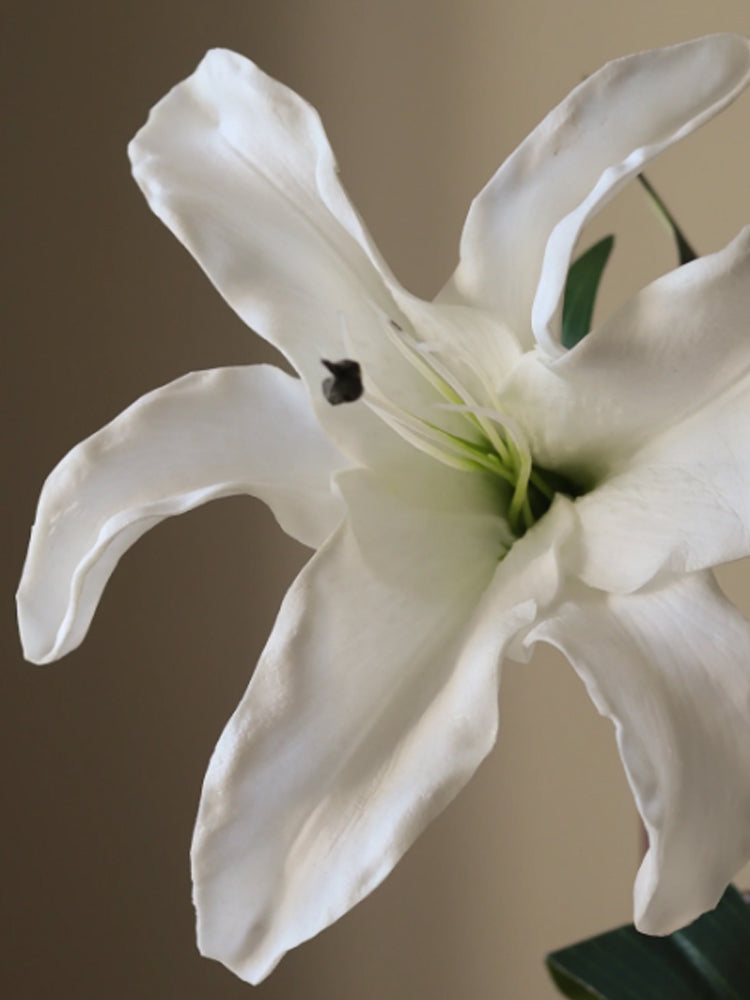 White Majestic Lily Flower | Botane | Catalog Interiors 