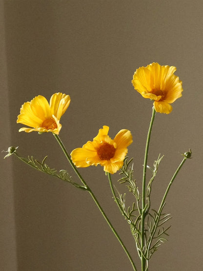 Yellow Cosmo Daisy Flower